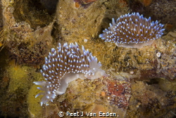A couple of Silvertip Nudibranchs by Peet J Van Eeden 